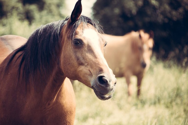 Seus cavalos estão prontos para você ficar em quarentena?
