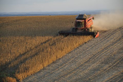 Como evitar perdas no setor de commodities durante a pandemia?