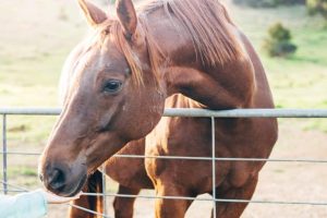 13 frutas ‘seguras’ para dar ao seu cavalo