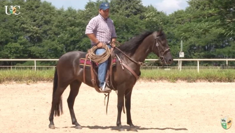 TV UC - Use o laço para treinar o cavalo de cavalgada