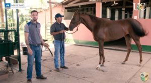 TV UC – Horsemanship para ferrador