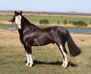 A origem do malacara Luciano Rodrigues, cavaleiro e pequisador, obteve essa solicitação de um leitor do portal Cavalus. Confira!