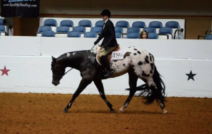 ApHC renuncia à qualificação ao Appaloosa World Championship Show