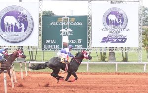 Baby Fantastic e Granite Toll Lake são os melhores animais de Corrida em 2019