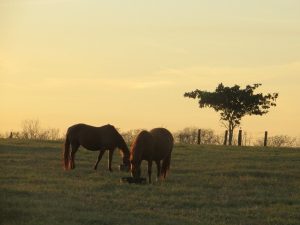 Boas práticas: manejo, nutrição, saúde e bem-estar do cavalo