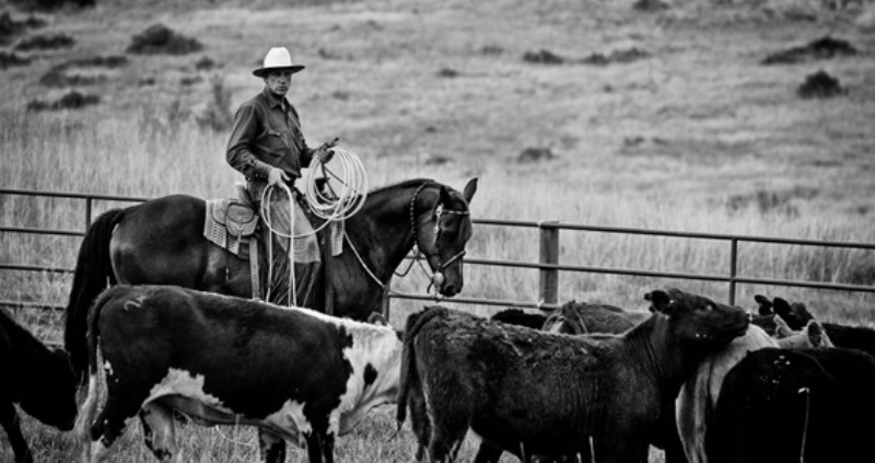 Buck: o vaqueiro californiano O documentário Buck apresenta a história do vaqueiro Buck Brannaman, inspiração para o filme O encantador de cavalos, dirigido por Robert Redford