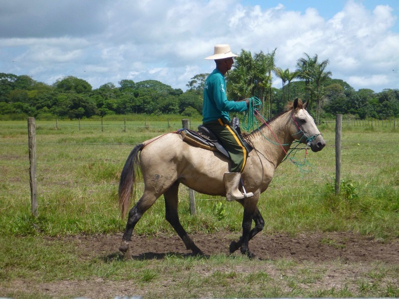 Cavalgada na Amazônia – Alter do Chão e Santarém Paulo Junqueira Arantes, do Cavalgadas Brasil, relata mais essa experiência incrível