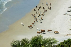 Cavalgadas na Bahia – Chapada e Costa do Cacau