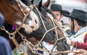 Leilões virtuais mantém firme mercado do cavalo Crioulo