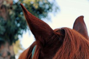 Como os animais percebem o ruído?