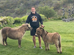 Conheça Whisky e Lulu, cavalo e burro em miniatura de Arnold Schwarzenegger