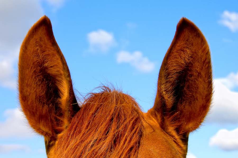 Conheça melhor o ouvido equino Roger Clark continua nesse artigo a abordar o assunto sobre a audição dos cavalos.