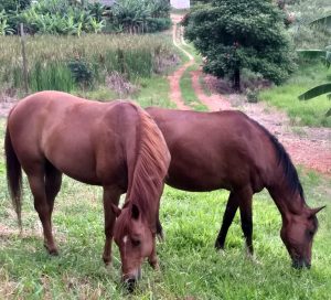 Qual é a importância da equinocultura natural?