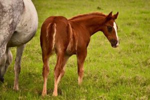 Fazenda Campanário vence prêmio AQHA International Best Remuda