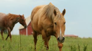 Grupo busca lares adotivos para cavalos afetados pela COVID-19