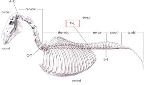Infiltrações de neurolíticos da coluna toraco-lombar