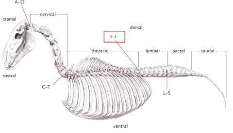 Infiltrações de neurolíticos da coluna toraco-lombar