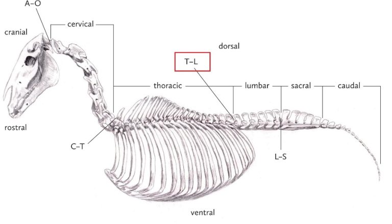 Infiltrações de neurolíticos da coluna toraco-lombar