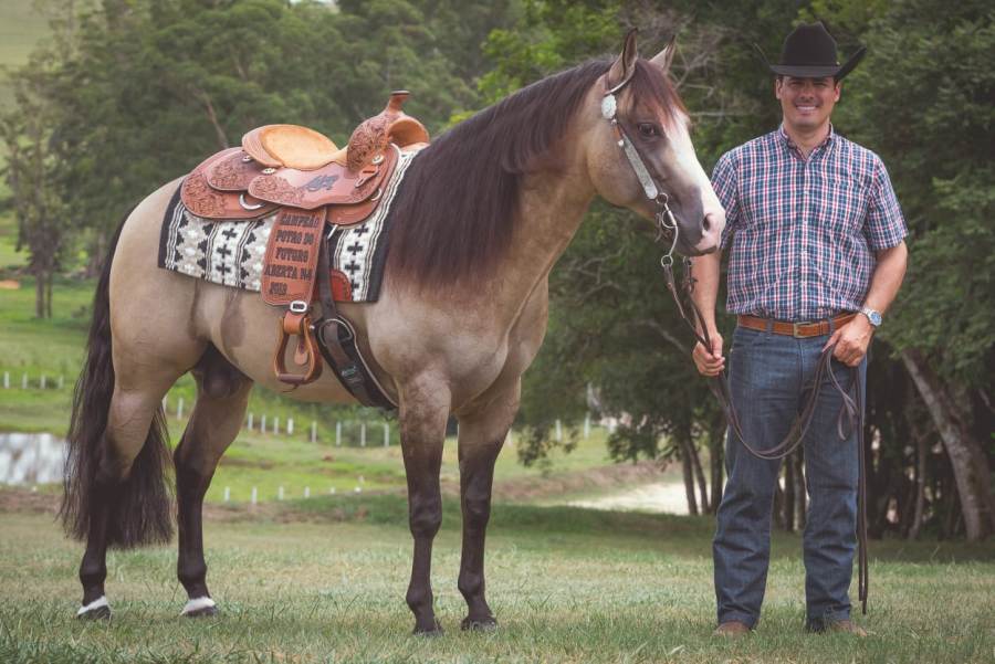 Nossa Homenagem ao Dia do Cavalo - Agnaldo Agostinho 