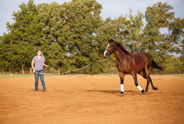 Mantenha seu cavalo de Rédeas condicionado Todo atleta precisa estar em condições ideais para competir. Os cavalos também