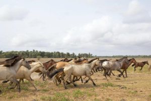 Marajoara é uma raça brasileira natural da Ilha de Marajó