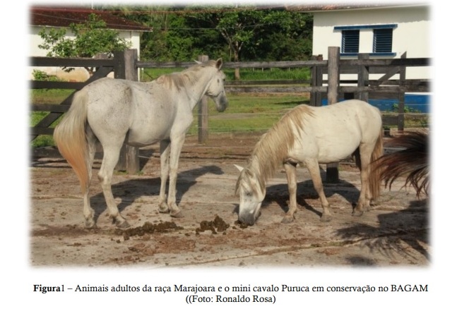 Marajoara é uma raça brasileira natural da Ilha de Marajó Os recursos genéticos do cavalo Marajoara têm particularidades que justificam sua conservação, visto que é uma raça própria para as condições da Ilha de Marajó