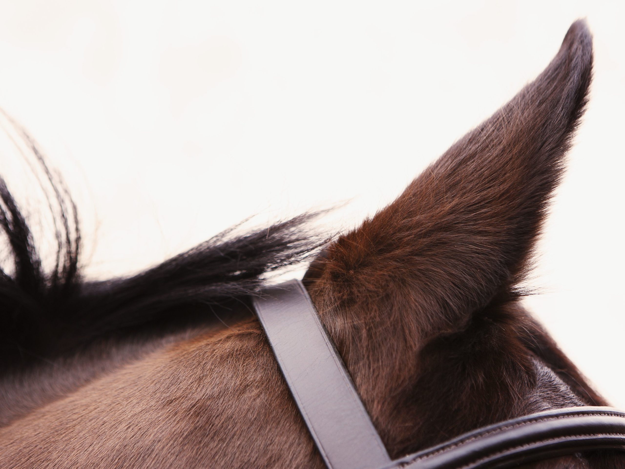 Os cavalos podem ouvir sons a distâncias maiores do que nós humanos Muitas vezes, o som está há vários quilômetros de distância