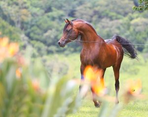 RFI Arabians: há quase 30 anos criando Cavalo Árabe com identidade