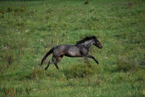 Tipos de seguro de atuação para equinos