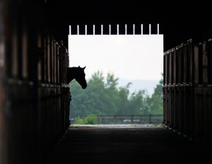 Conexão Equestre promove palestra online sobre confinamento de cavalos