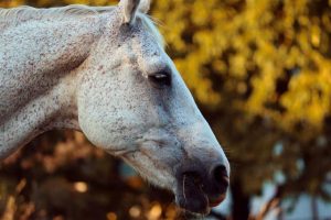 Confira 5 dicas para cuidar de cavalos idosos