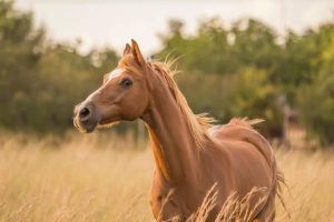 Saiba como montar em um cavalo sensível