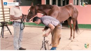 TV UC – Casquear cavalo que não conheço