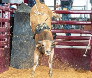 A ABBI fomenta o gado de rodeio nos Estados Unidos