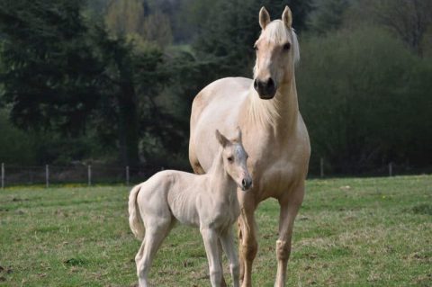 Comportamento normal para éguas prestes a parir