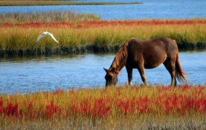 Durante a pandemia mantenha a dieta do seu cavalo em dia