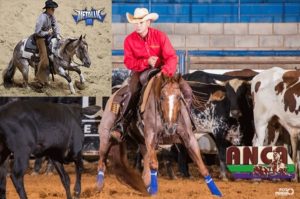 Embrião efetivado é destaque do Leilão Haras Duas Meninas