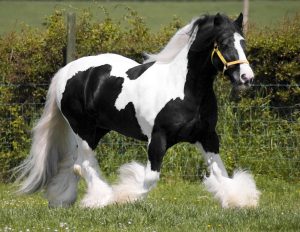 Gypsy Vanner é grande na altura e na docilidade