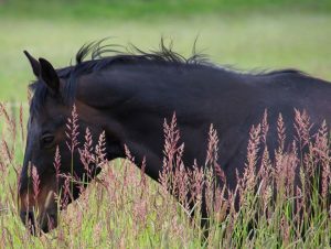 Habronemose reduz o valor comercial do cavalo