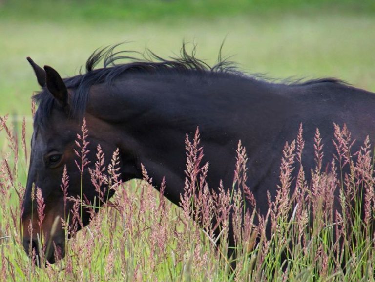 Habronemose reduz o valor comercial do cavalo