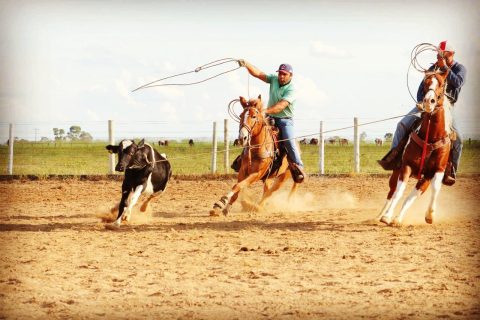 Haras Arco Íris promove maior oferta de Paint e Quarto de Milha do semestre