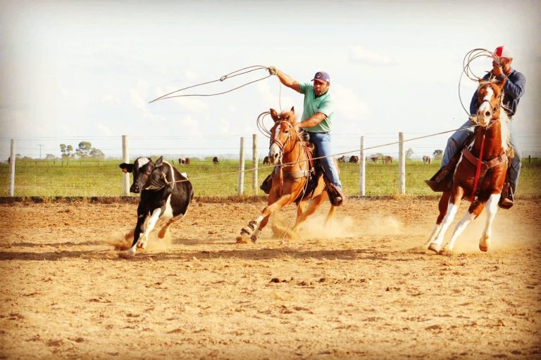 Haras Arco Íris promove maior oferta de Paint e Quarto de Milha do semestre