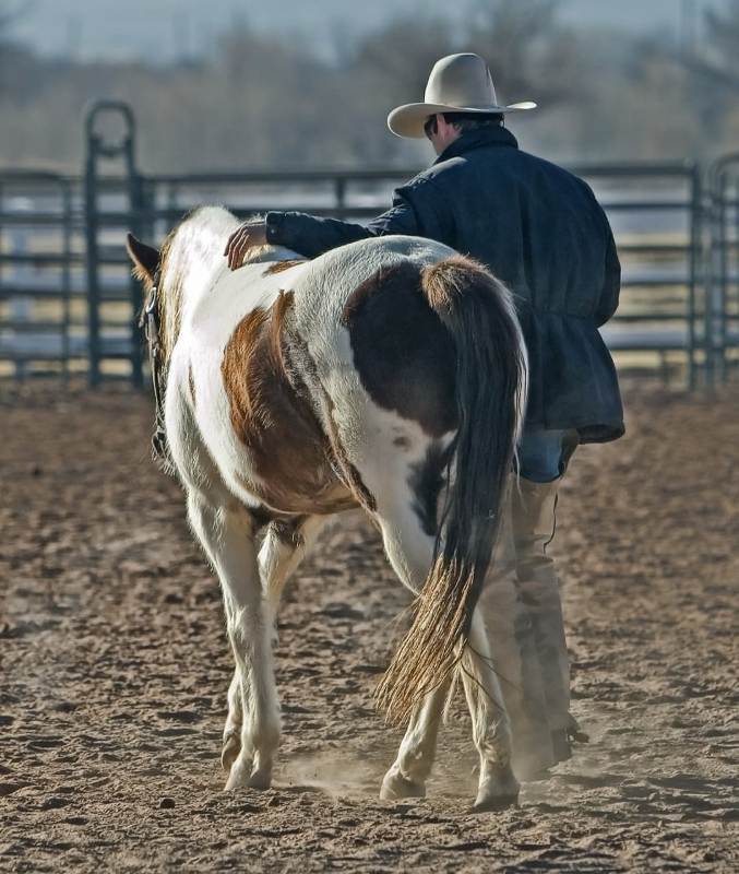 Horsemanship: feel, timing e balance Luciano Rodrigues comenta em sua coluna sobre os conceitos de ‘feel, timing e balance’ de Bill Dorrance e Tom Dorrance
