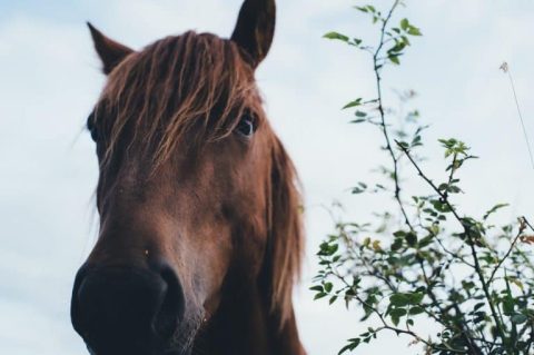 Os cavalos podem ver cor?