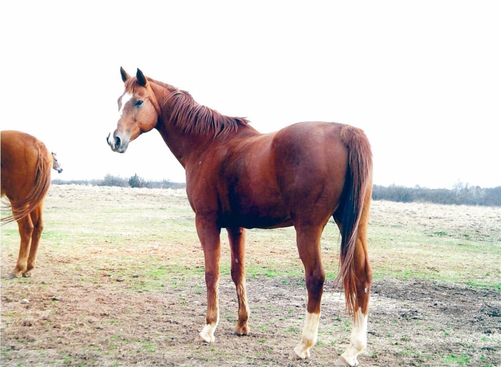 Wing It é um dos lendários cavalos de corrida da raça Appaloosa