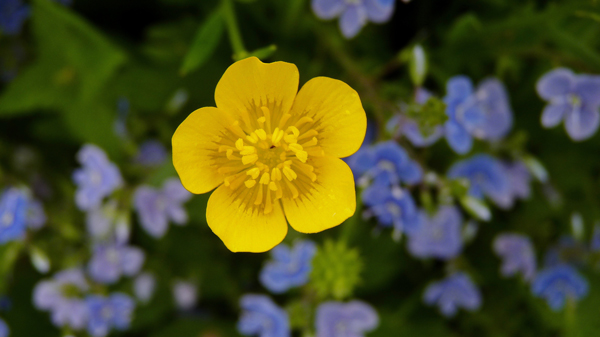 Botao De Ouro Cavalus