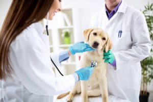 Prêmio Veterinário do Ano Vetnil 2019 está com as votações encerradas