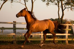 Cavalos descartáveis