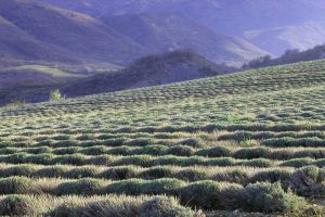 Congresso Brasileiro do Agronegócio terá tema ‘Lições para o Futuro’