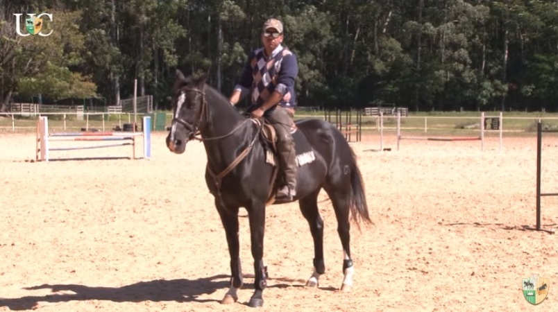 TV UC - Exercício de descontração, engajamento e flexibilidade para seu cavalo